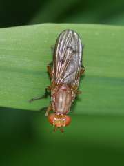 Tetanocera ferruginea